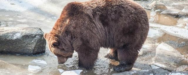 Начался сезон пробуждения медведей на Камчатке