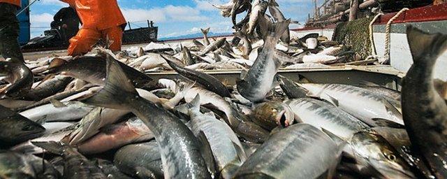 В Камчатском крае создан рыбохозяйственный кластер