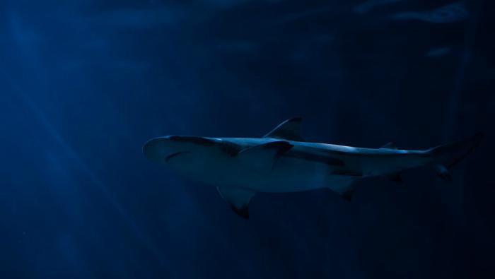Исчезновение белых акул привело к появлению нового вида