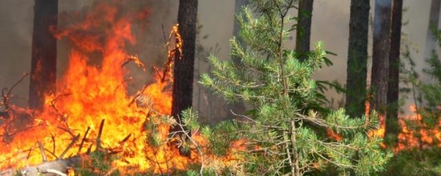 Во Владимирской области с 17 апреля введен пожароопасный период