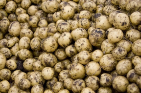 В Беларуси суд наказал фермерское хозяйство за повышение цен на картофель