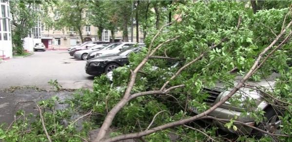 Ураганный ветер повалил в Санкт-Петербурге 75 деревьев