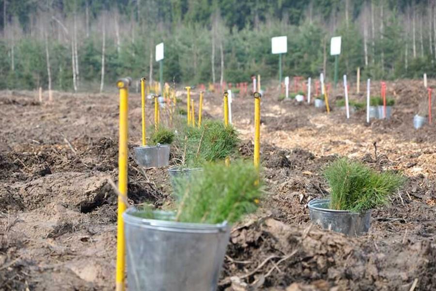 «Легкие Донбасса» в огне: как будут восстанавливать уничтоженные леса Краснолиманского округа