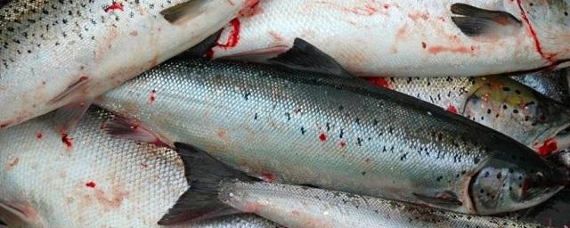 На заводе в Раменском районе обнаружили 9 тонн просроченной рыбы