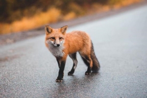 Село в Пензенской области захватили лисы