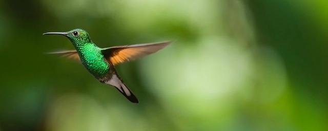 Ученые узнали причину цветового разнообразия перьев птиц