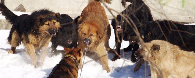 В Боровичах бродячие псы заходят на территорию частных домов