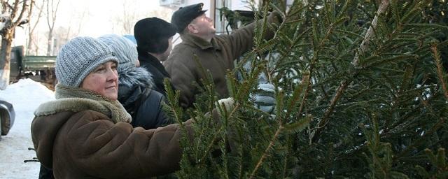 В Челябинске откроют около 150 елочных базаров