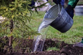 В Ивановке Тамбовской области высадили деревья в честь участников СВО