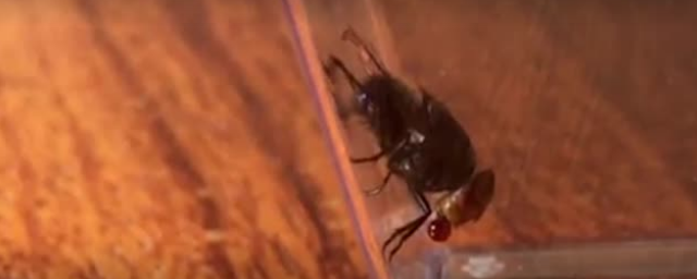 Ученые установили, для чего мухи на жаре распускают слюни