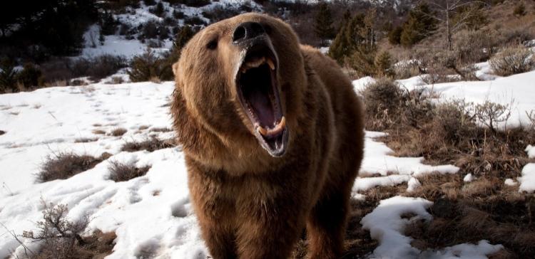 Бурые медведи начали жить на границе с Казанью