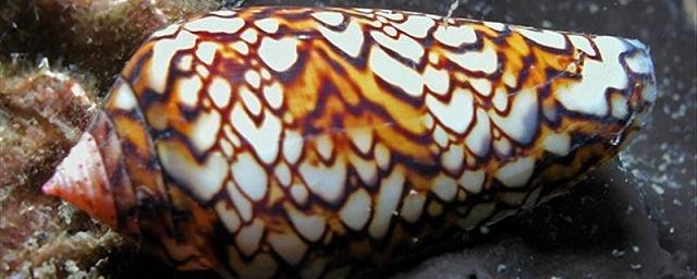 Биологи: Яд из морских улиток-конусов может заменить морфий