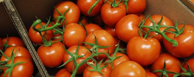 Минсельхоз: Россия закроет дефицит томатов через 4-5 лет