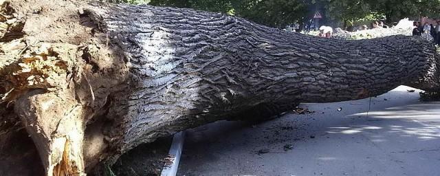 В Оренбурге в районе Дома Советов на дорогу упало дерево