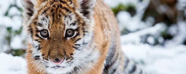 В Приморье впервые изъяли из природы семью амурских тигров