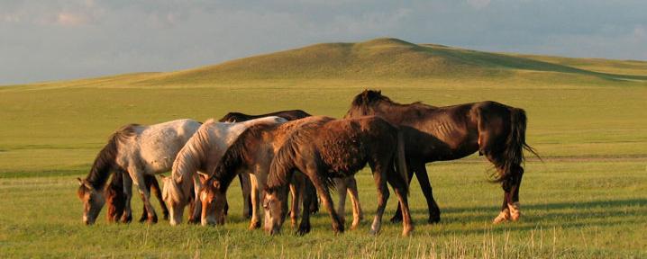 Мясо украденных лошадей продавали в «Мясной лавке» в Кызыле