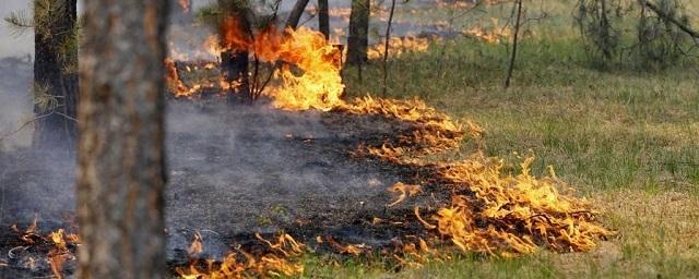 В Татарстане 15 апреля введен лесопожарный сезон