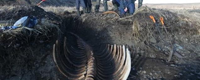 На Камчатке обнаружили скелет древней морской коровы Стеллера