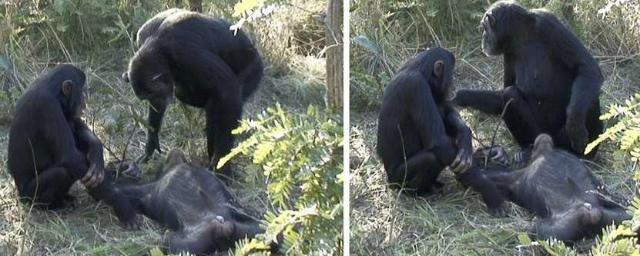 Ученые: Шимпанзе ухаживают за умершими сородичами