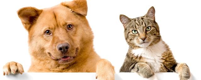 Ученые доказали преимущество собак над кошками