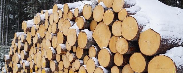 В Архангельской области лесоруба насмерть придавило деревом