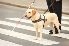Жители Хакасии с инвалидностью по зрению получили собак-поводырей