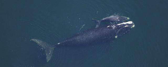 Ученые обнаружили еще один вид древних родственников китов