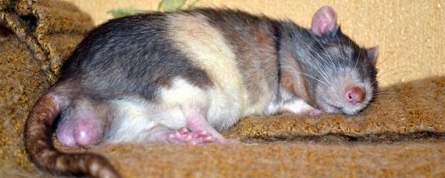Китайские ученые научили самцов крыс рожать детенышей