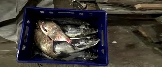 В Ленобласти сотрудника Росрыболовства могут осудить за ловлю лосося