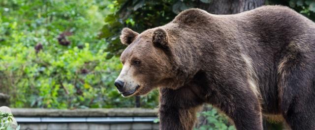 На севере Томской области медведь атаковал охотника