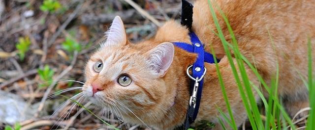 Нижегородский кот-путешественник стал звездой соцсетей