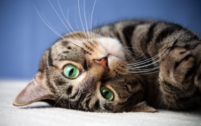 Ученые нашли связь между владением кошками и шизофренией