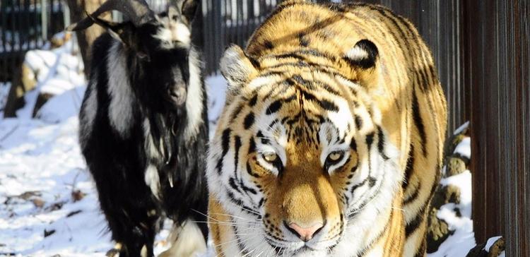 В Приморском сафари-парке тигр Амур подружился с козлом Тимуром