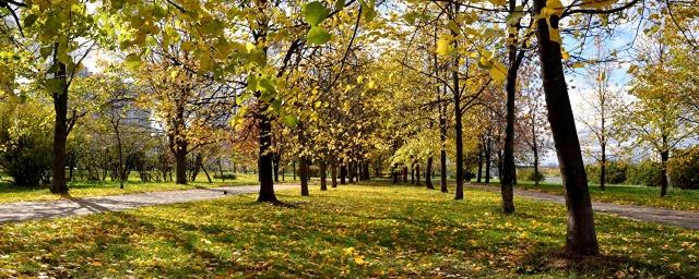 В 2017 году в Москве высадили более 37 тысяч деревьев