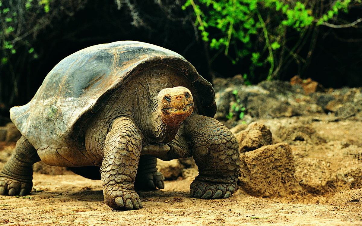 Ученые выяснили секреты долголетия гигантских черепах