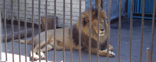 В Японии два человека пострадали в результате нападения льва