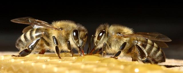 Ученые назвали причины, побуждающие пчел жалить себе подобных