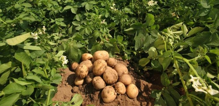 Фермерское хозяйство, ориентированное на картофель