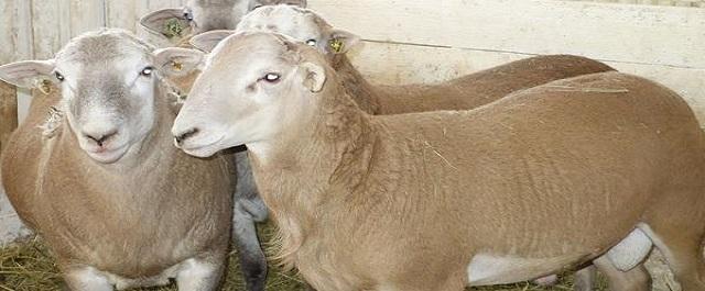 В Ленобласти вывели уникальную мясную породу овец