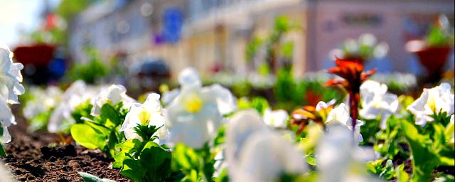Ко Дню города в Кирове высадят более 150 тысяч цветов