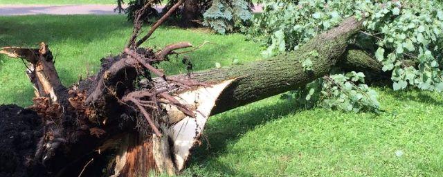 В Якутии порывистый ветер вырвал столетнее дерево с корнем