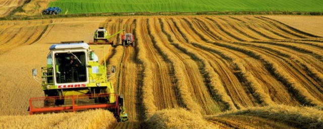 Минсельхоз сообщил об увеличении числа прибыльных сельхозорганизаций