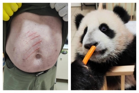 «Сердито рычала». Почему детеныш панды Катюша напала на работника зоопарка, рассказал Запашный