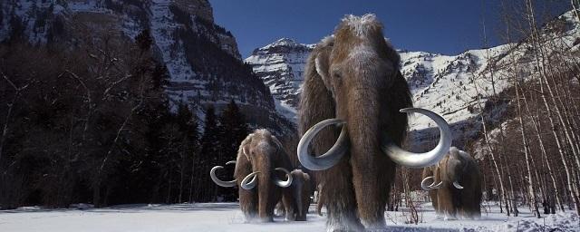 Ученые: Клонирование мамонтов поможет предотвратить таяние ледников