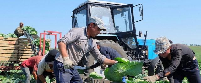В Ставропольском крае аграрии начали активную уборку овощей