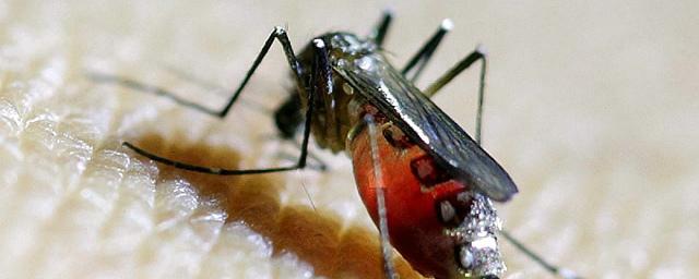 В Новосибирске за полгода выявили 22 случая заболевания лихорадкой денге