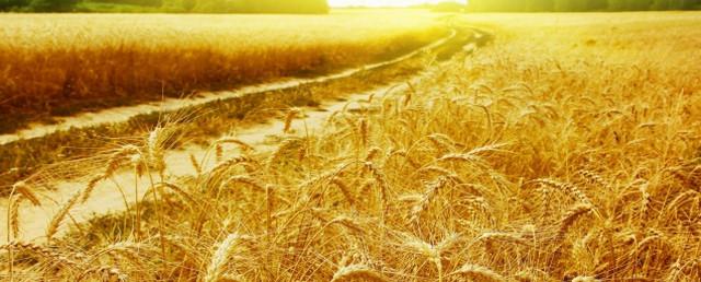 В Нижегородской области собрали рекордный урожай зерновых