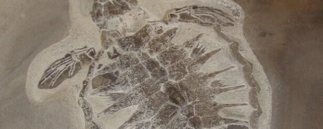 Ученые нашли в тканях древнейшей морской черепахи кератин и меланин