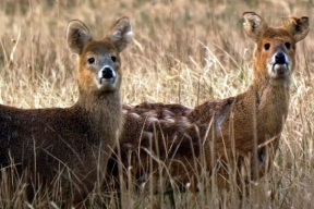 В Приморском крае браконьеры застрелили двух краснокнижных оленей