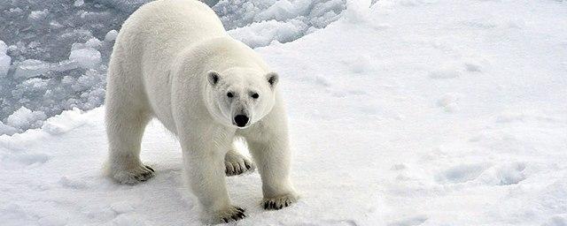 Эксперт рассказал, почему медведи «атаковали» Новую Землю